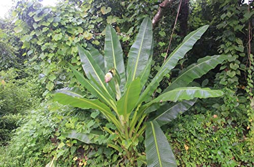 25 semi di Graines de Bananier Ensete Superbum, Cliff Banana, Rock Banana: Semi
