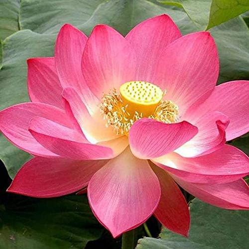 Mphmi Plants Lotus, Nelumbo Nucifera (Pink) - Plant Garden Live Plant Nursery Indoor Outdoor Living Plants?