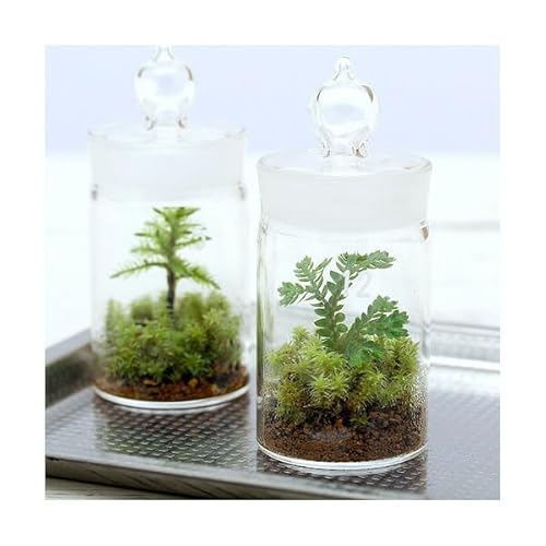 【charm】（観葉植物）苔テラリウム クラマゴケ ガラスボトルミニ 説明書付 1枚目