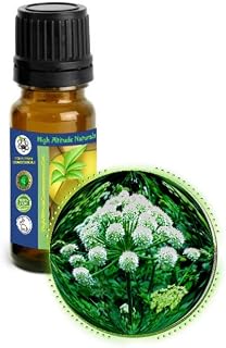 10ml (1/3oz) Angelica Root (Angelica Archangelic) Essential Oil