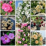 100 piezas Semillas de Dipladenia Mandevilla - decoración de jardín para exteriores, plantas de balcón, plantas colgantes (Mandevilla laxa) semillas de flores para balcón, plantas en macetas