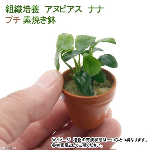 Amazon.co.jp: （水草）プチ素焼き鉢 組織培養 アヌビアスナナ（無農薬 