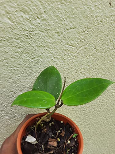 Image of GREEEN EARTH HOYA SWEET SCENT HIGHLY SCENTED FLOWER SMALL PLANT