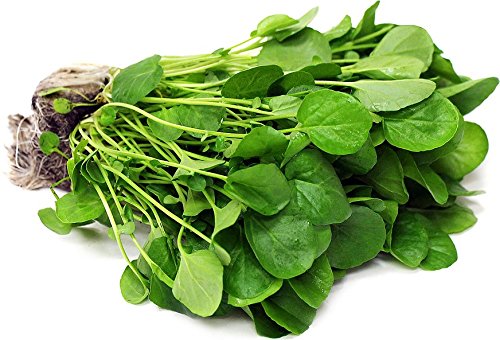 Watercress Nasturtium officinale 6000 Seeds