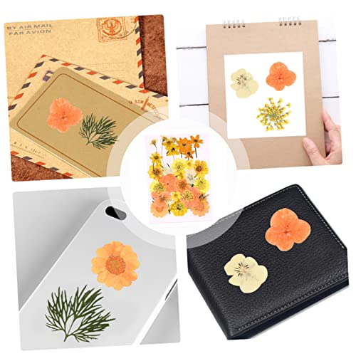 Flores Secas Naturales Prensadas Kit Naranja 40pcs miniatura 6
