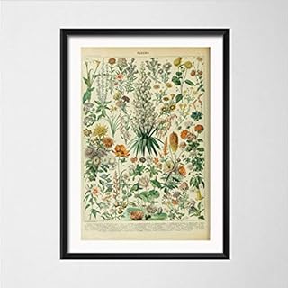 Amazon Es Cuadros Botanica