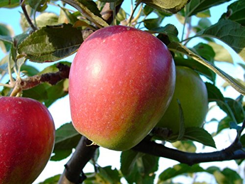 Retina®, schorfresistenter Sommerapfel, Buschbaum (kleinbleibend), 120-140cm, im Topf