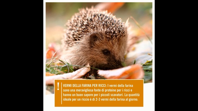 Vermi Della Farina Essiccati Chubby Mealworms - Mix Con Calciworms Per Uccelli Selvatici E Rettili | 3 Litri - Foto 3