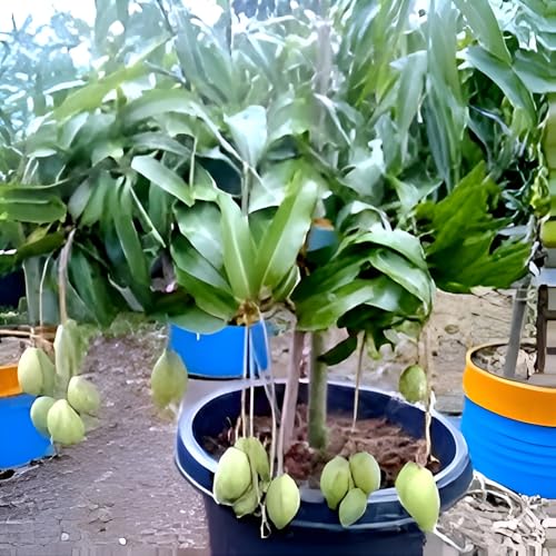 Image of Healthy Hybrid Thai All Time Mango /Baramasi Mango Fruit Grafted Live Tree || For Home Garden Outdoor & Indoor Plant Height 1.5ft-2Ft.