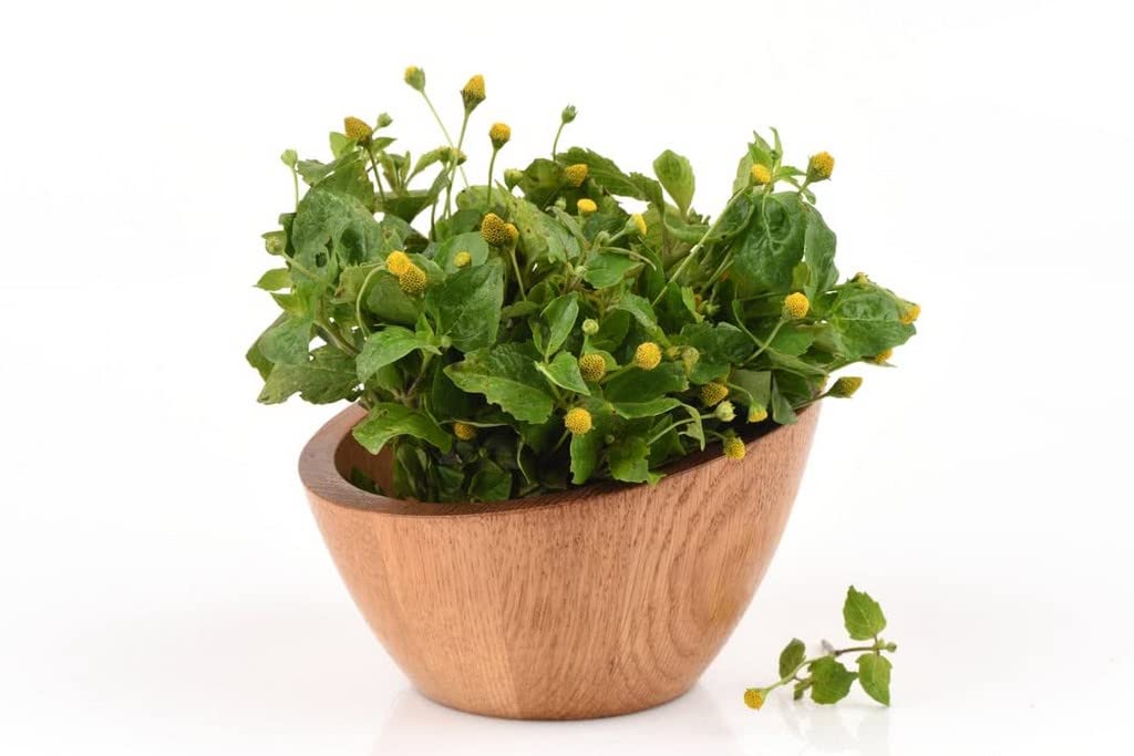 See full amazon price history chart for Creative Farmer Gardening Plant Buzz Buttons/Electric Daisy/Eyeball Plant/Paracress/Sichuan Buttons/Toothache For Home Garden (Healthy Live Plant) Creative Farmer Gardening Plant Buzz Buttons/Electric Daisy/Eyeball Plant/Paracress/Sichuan Buttons/Toothache For Home Garden (Healthy Live Plant) (B09L58FT31) Amazon Price History, Amazon Price Tracker
