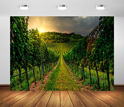 BELECO 3x2.5m Fondos de Tela de viñedo para fotografía Campo Viñedos Viñedo Puesta de Sol Paisaje Bodega Fondo Granja Uvas Cosecha Vino Decoración de Fiesta Retrato Sesión de Fotos