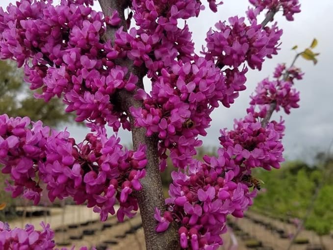 SEILOZBUNIA FARM- Redbud Merlot Flower Cercis Canadensis Plant Unique Tree 1.5-2 Ft for Home Garden Plant (B0CWYDZ2RN) Amazon Price History, Amazon Price Tracker