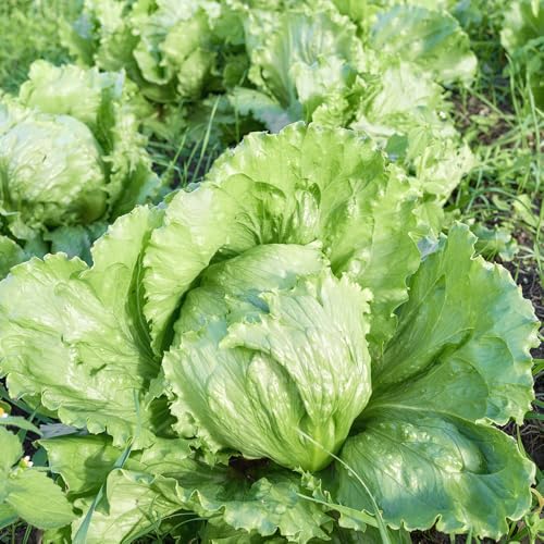 Lettuce Saladin Seeds – Large Iceberg Variety with Very Dense, Crisp Hearts – for Your Beautiful Kitchen Garden