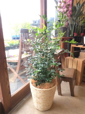 Amazon｜シルクジャスミン（ゲッキツ）7号鉢サイズ｜観葉植物