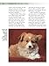 Pembroke Welsh Corgi (Comprehensive Owner's Guide)