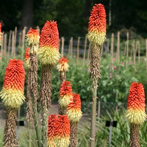 Plant Theory Red Hot Poker Perennials Flowering Plants Kniphofia Uvaria 2L Pot