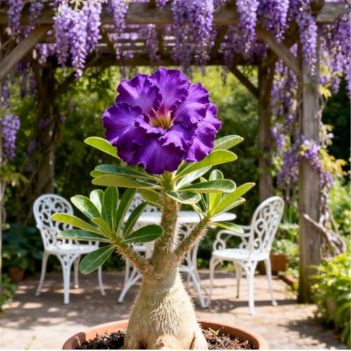 Rosa del desierto rara/Tolerante a la sequía y al sol/Desert Rose Tubers/Decoración vintage para jardín-1 Rizoma-F