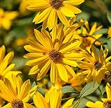 Perennial Sunflower Seeds for Planting - Plant & Grow Maximilian Sun Flowers in Your Home Outdoor Ga