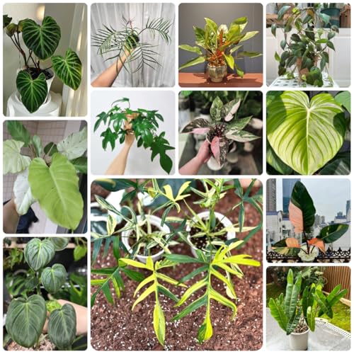 semillas de plantas de filodendro, Árbol bonsái, plantas que cubren el suelo resistentes. semillas variedades antiguas, semillas balcón plantas de interior reales, plantas de jardín 500pcs