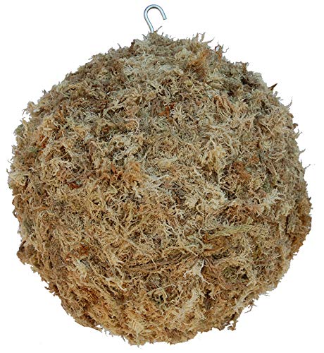 Sphagnum Moss Kokedama Ball Hanging - 4" Diameter Made in USA