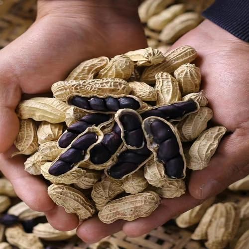 semi di arachidi - giardino biologici, balcone 10pcs