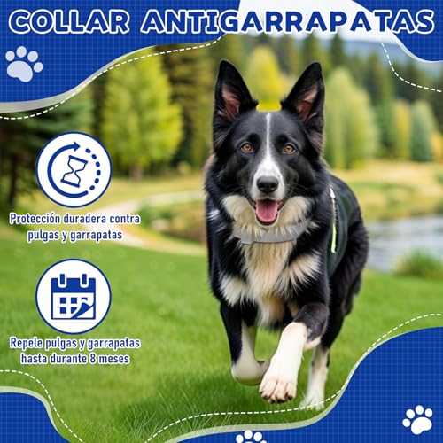 Collares para perros 21 Imagen adicional