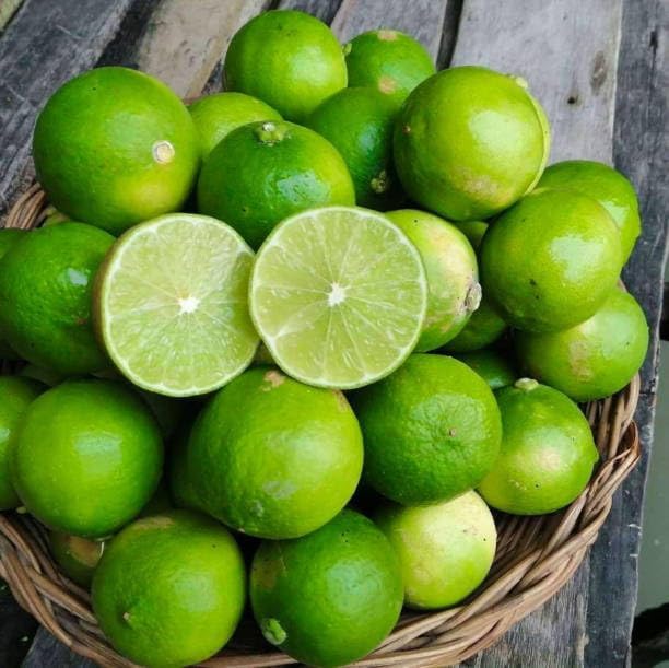 Cloud Farm Seedless Lemon Plant Dwarf Special Variety All Season Hybrid Gandharaj Nimbu/Nimboo Plant One Healthy Live Grafted Pati Nimboo plant Hight 2 feet,CF_L03 - Image 4 thumbnail