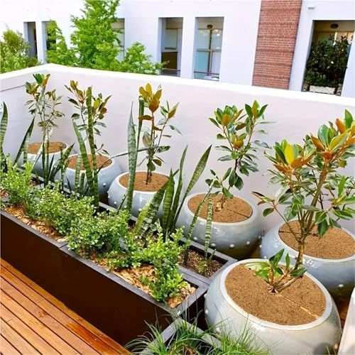 Estera fibra de coco contra la sequedad en plantas de interior, formato circular 35cm 5