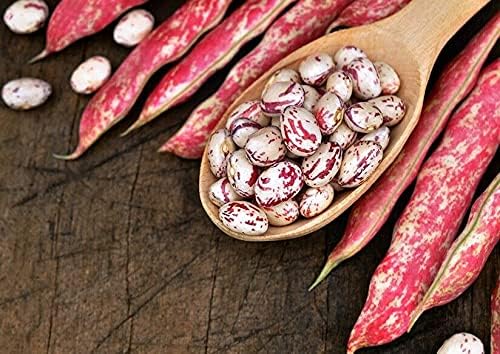 100 Seeds of Cranberry Bean - Phaseolus VULGARIS - Borlotti
