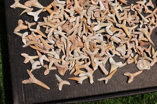 Image of Great Collection of Shark Teeth Fossil Shark Teeth Fossils for Kids Fossils from Morocco A257