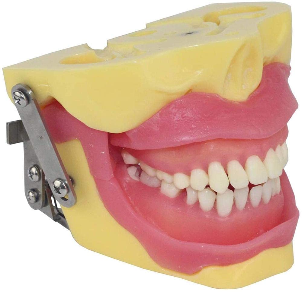 Modèle d'étude pour chirurgie orale et extraction de dents