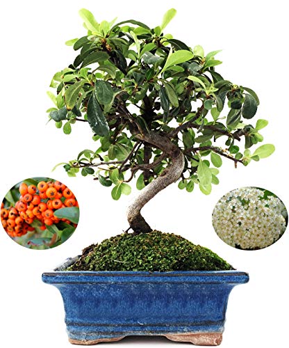 Bonsai Exterior Pyracantha coccinea 7 años