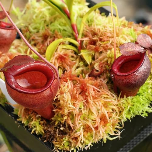 semi di nepenthes - decorazione soggiorno resistenti balcone giardino perenni roccioso 30pcs