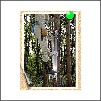 Amazon | 巴化成工業 ロッキーラダー 3 / 1mタイプ (1本ハシゴ) / 木