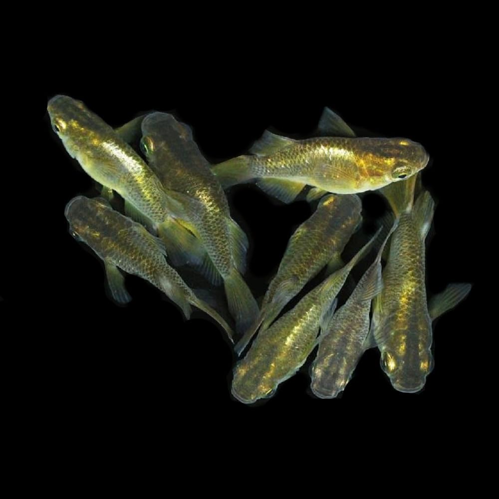| 鳳凰 メダカ⁄鳳凰 光体型 ダルマ系 4匹 2ペア⁄めだか 生体 | 鳳凰 メダカ⁄鳳凰 光体型 ダルマ系 4匹 2ペア⁄めだか 生体
