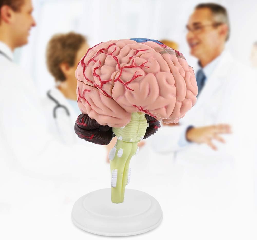 4D Modelo de Cerebro Desmontable Modelo de Anatoma para Enseanza y Aprendizaje Cerebro Modelo Anatomia