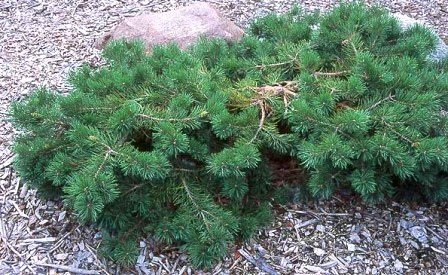pine  Amazon.com : Hillside Creeper Scotch Pine 2 - Year Graft : Tree