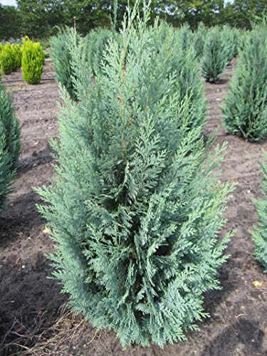 Chamaecyparis lawsoniana 'Columnaris' - Blaue Säulenzypresse 'Columnaris' 40-60