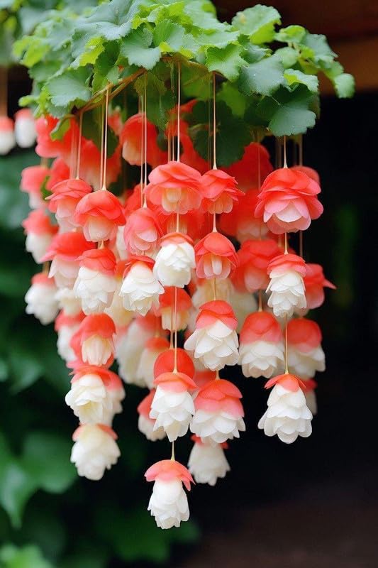 RADHA KRISHNA AGRICULTURE® Weeping begonia flowers bulbs | red with white flowers bulbs | Pack of 4 Bulbs (B0CQ6CB69X) Amazon Price History, Amazon Price Tracker