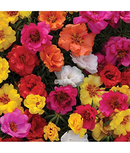 Seedscare Portuluca Flower Seeds, Double Mixed 100 Seeds (B01DR0SIVC) Amazon Price History, Amazon Price Tracker