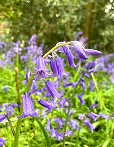 20 x Native Bluebell Bulbs (Cultivated) Ready to Plant (Free UK Postage)