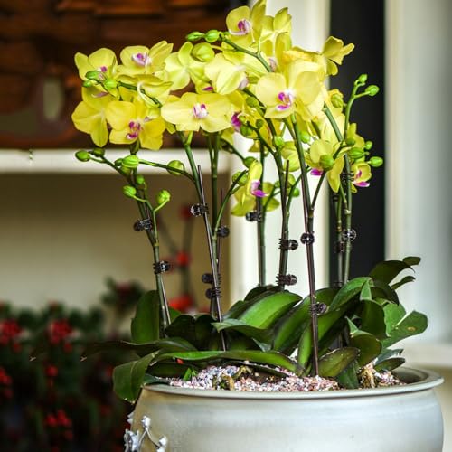 orquídea phalaenopsis - Decoración de sala de estar con cama elevada semillas orquídea primavera, resistentes en ornamentales jardín 90semillas