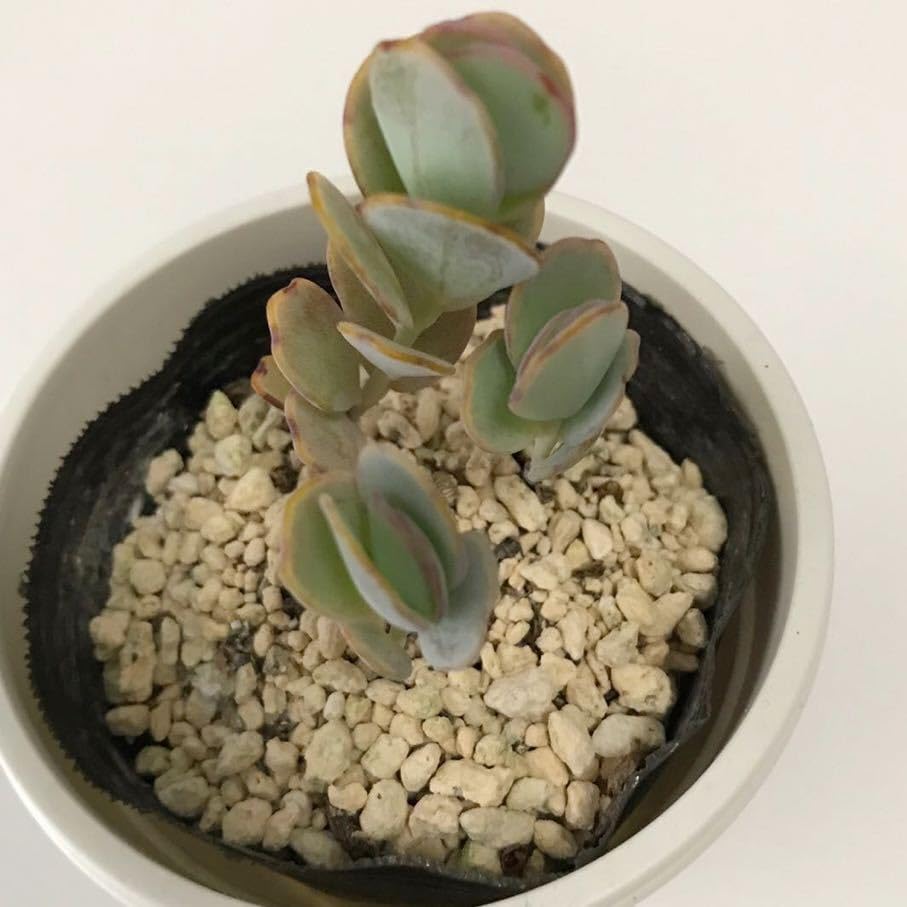 Amazon.co.jp: 多肉植物 胡蝶の舞 カランコエ 抜き苗 根付き : おもちゃ