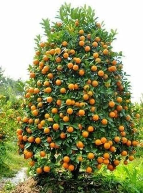 Mosami Tree Malta Mosambi All Time Variety Grafted Fruit Live Plant for Home Garden ...
