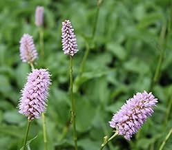 Set of 2 Persicaria bistorta Bistorta Officinalis Snake Meadow Knotweed Pink Wasserpflanzen Wolff