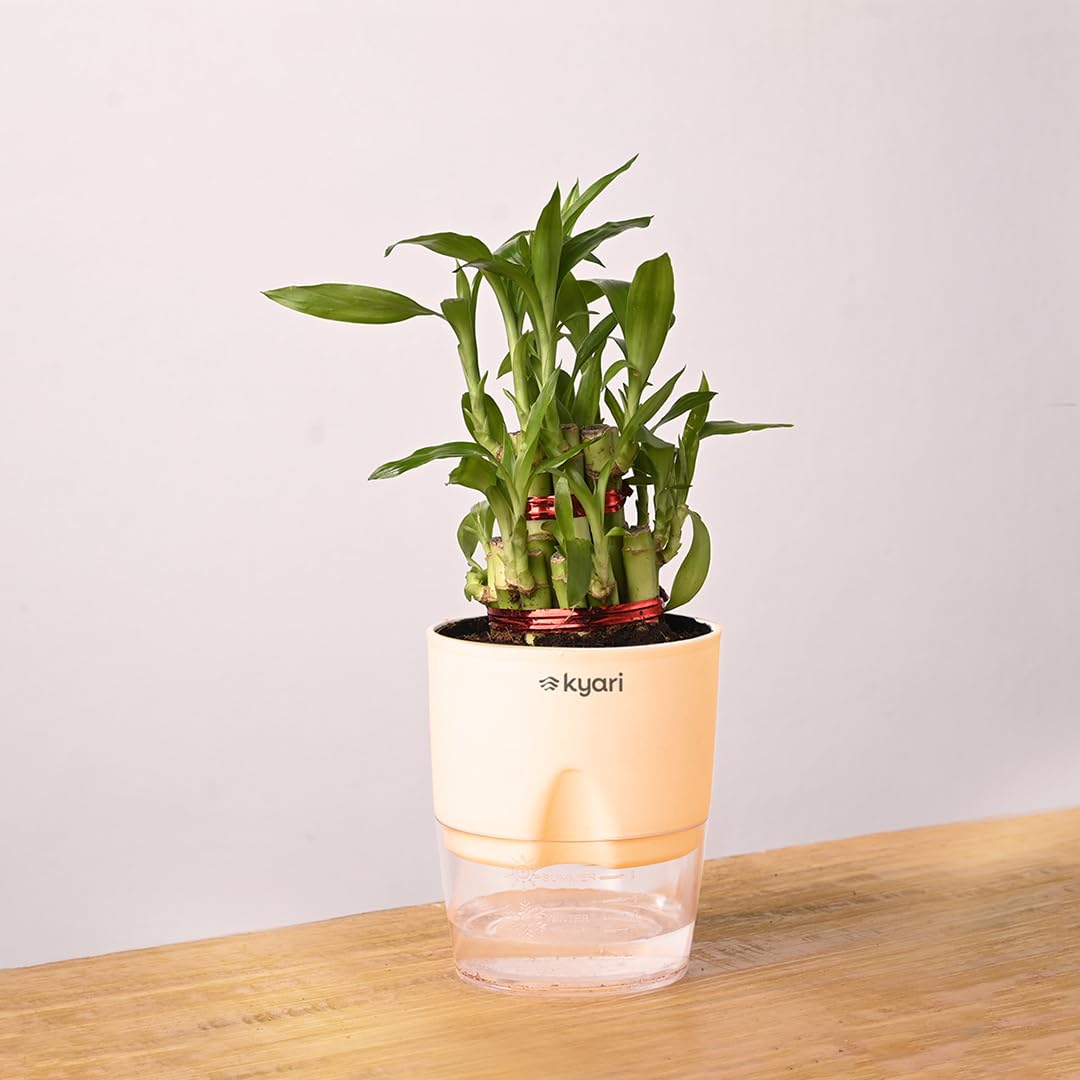 KYARI Bamboo 2 Layer Indoor Plants for Living Room | Live Plants | Plants with Cream Self Watering Pot for Home | Air purifier plants | Plants for Home Decor | Plants for Garden & bedroom (B0CJFMCR31) Amazon Price History, Amazon Price Tracker