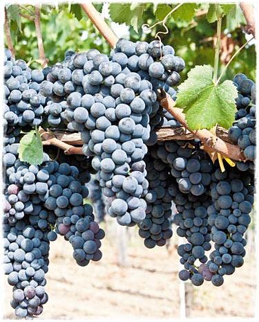 Pianta di VITE da Tavola 'FRAGOLA NERA' - in vaso Ø CM 19 – H. 120/150 cm