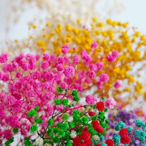 Preserved Natural Baby Breaths Gypsophila Flower Stems miniatura 2