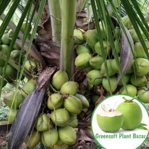 Generic Malaysian Dwarf Coconut Plant, Outdoor, 1 Pack Pack of 1 - Image 5
