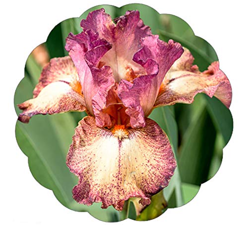 Stargazer Perennials Rock Star Reblooming Bearded Iris Plant Potted - Raspberry Apricot Flowers Easy to Grow Perennial